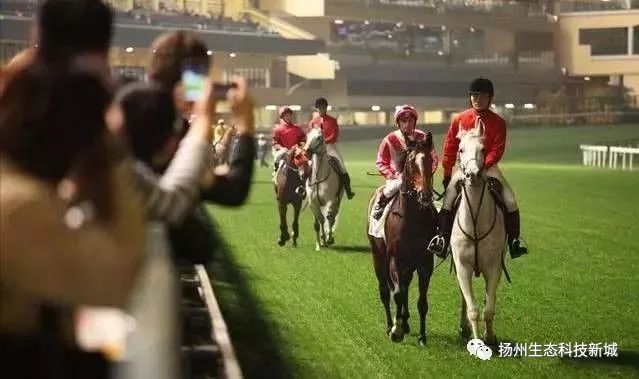 香港今晚开什么特马,香港今晚开什么特马，探索赛马运动的魅力与激情